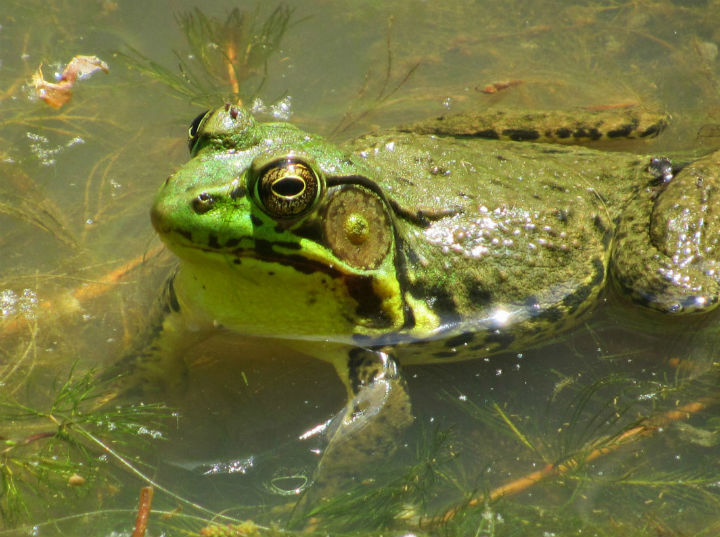 Green Frog